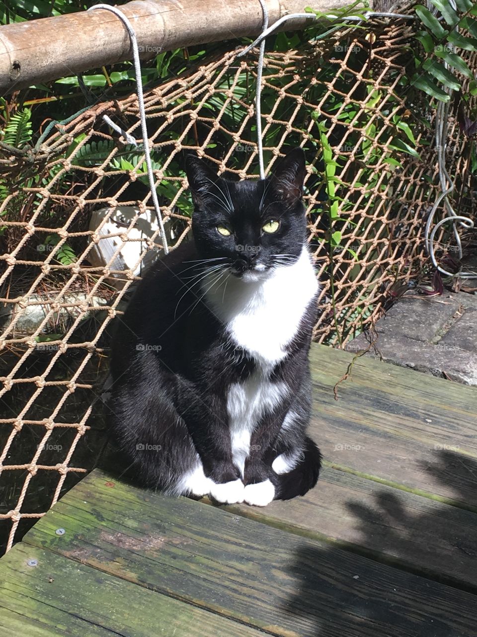 Sunbathing cat on a bridge