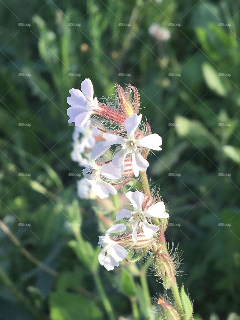 Macro shot of tiny silene wild flower