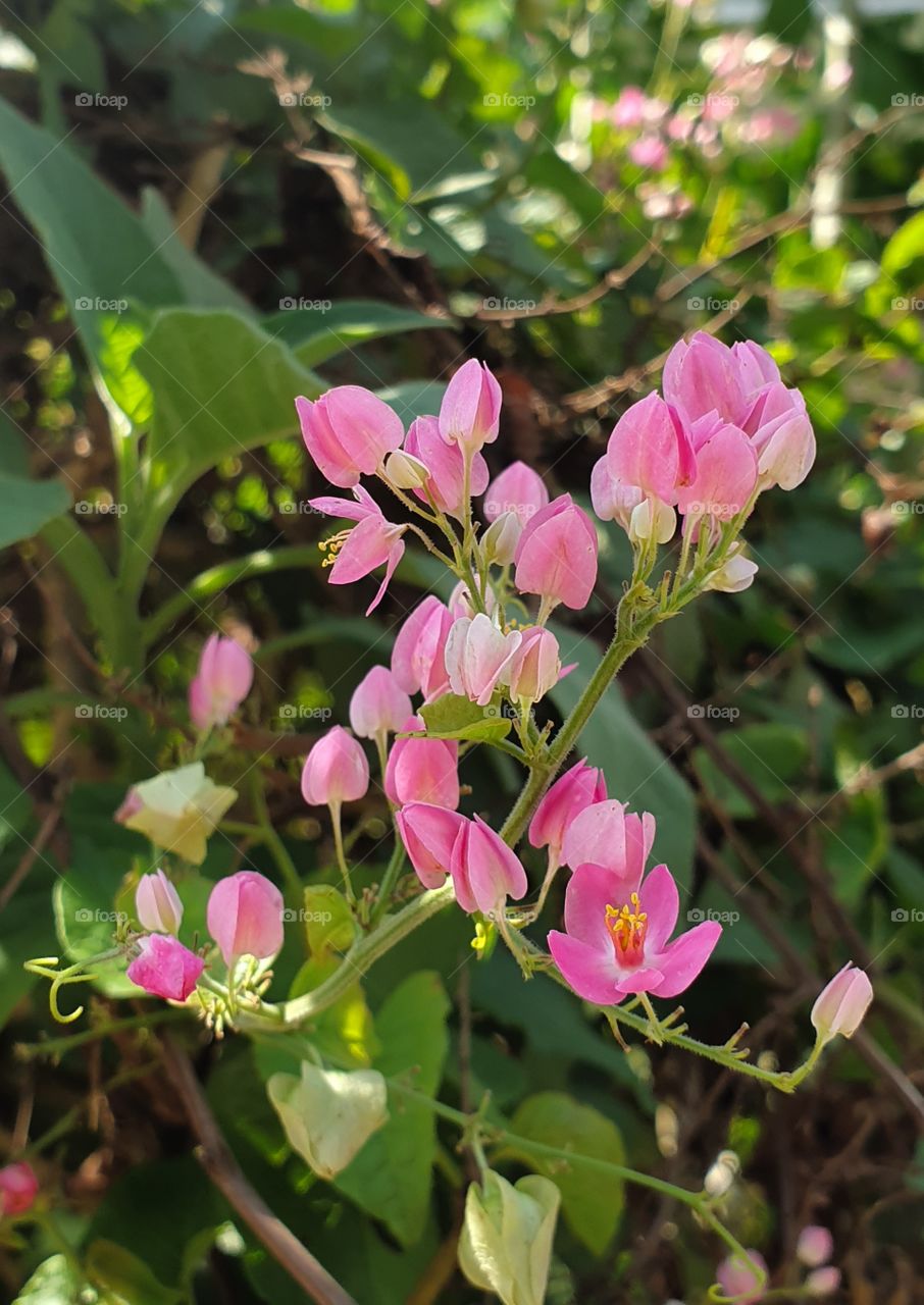 pink flowers in the back garden
