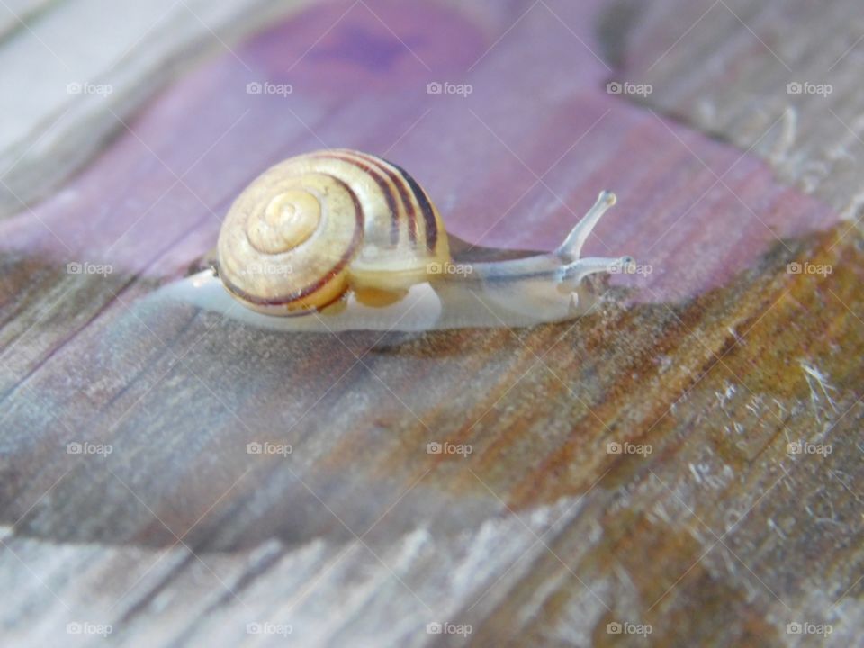 Snail in water