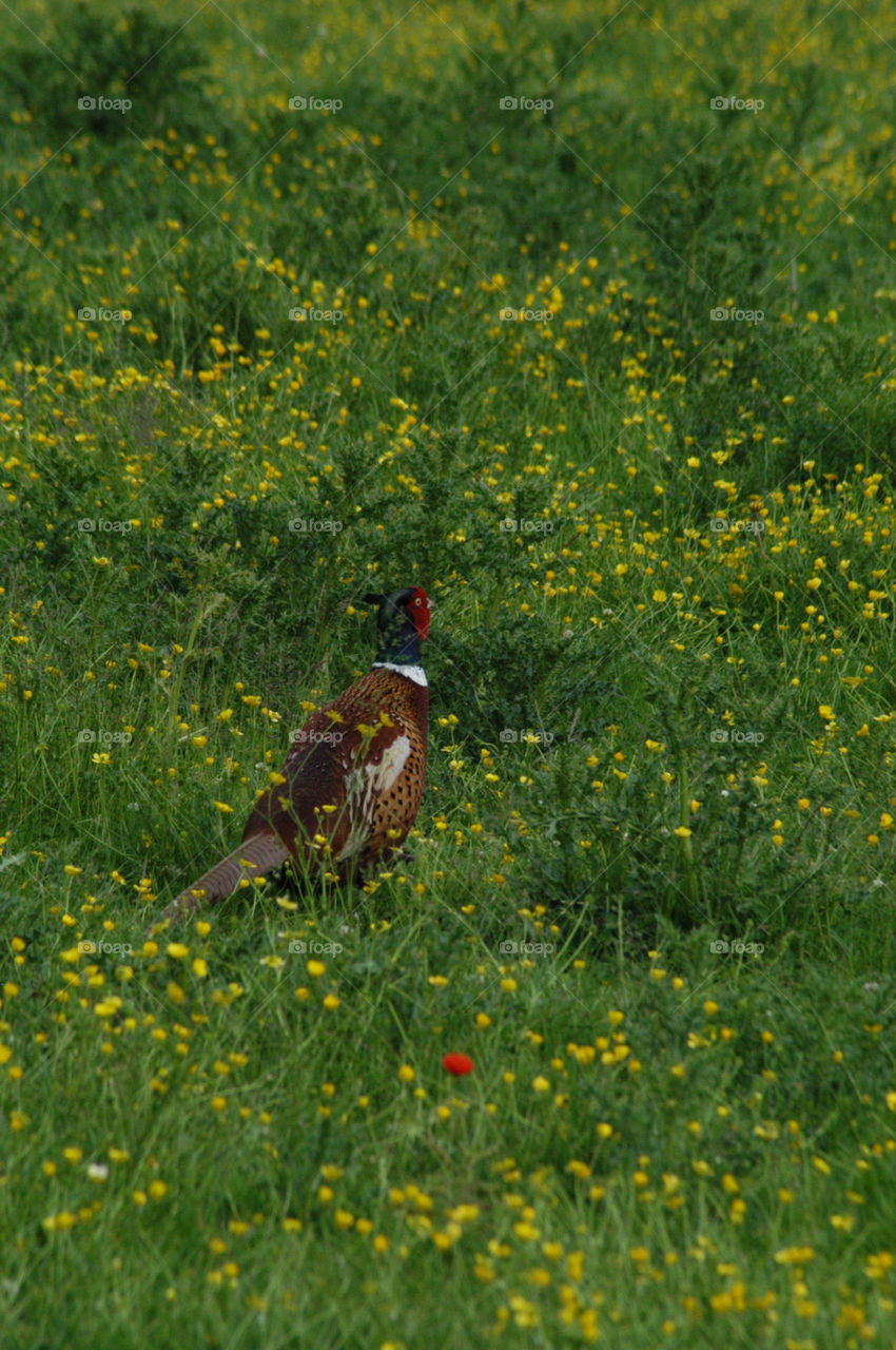 shropshire pheasant by stevephot
