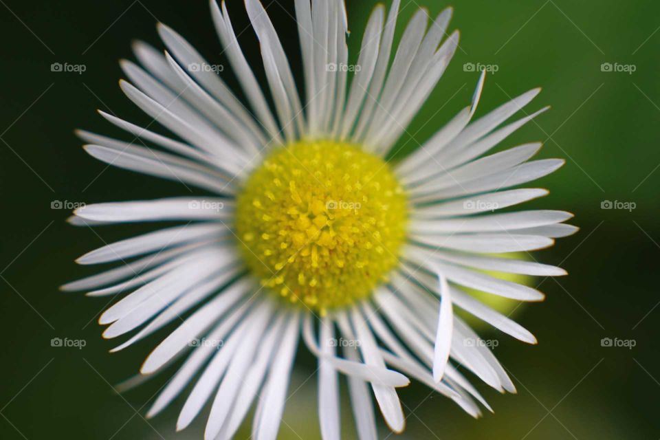 Daisy flower