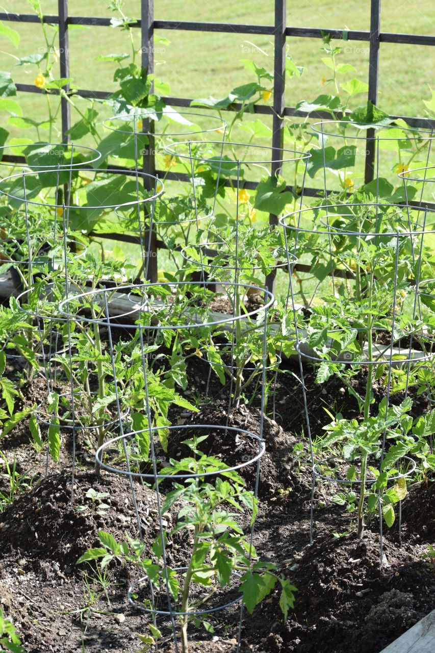 Vegetable garden with fence