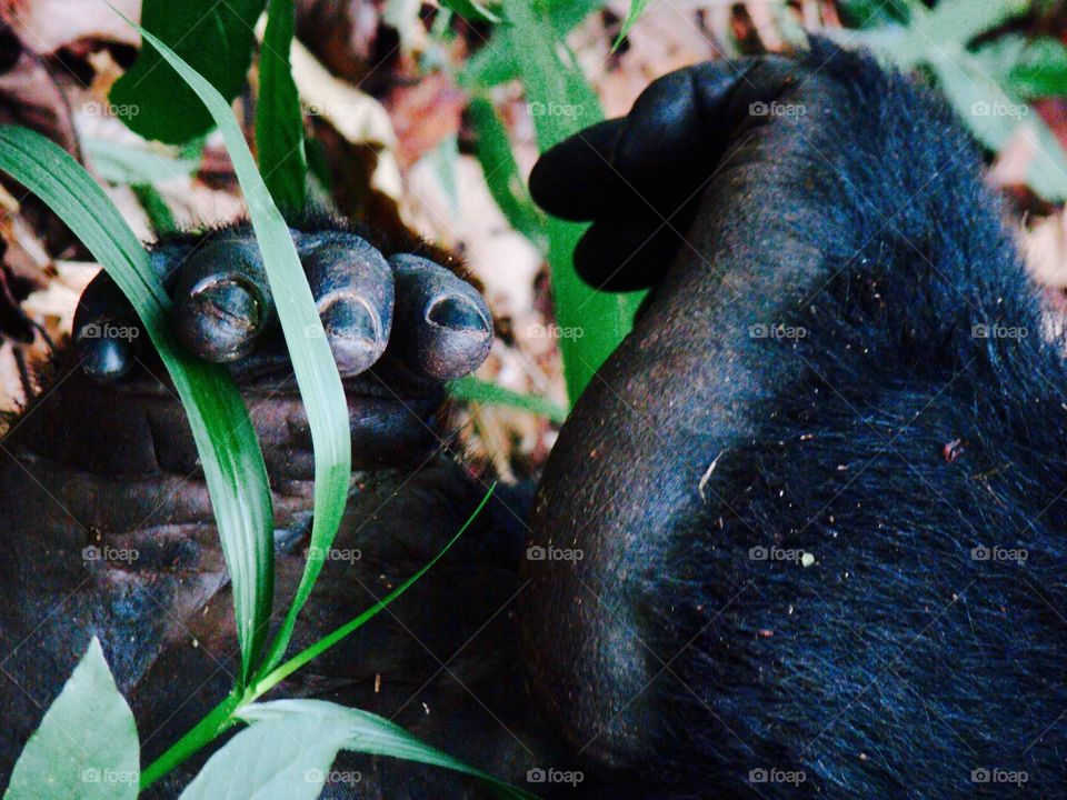 Gorilla feet