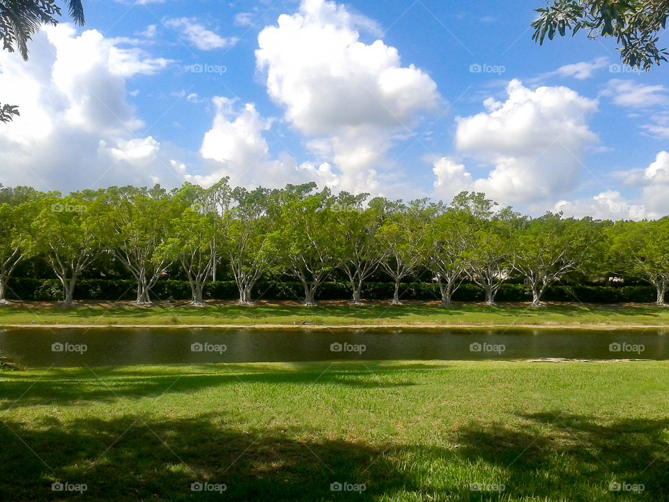 tree line green grass and canal.