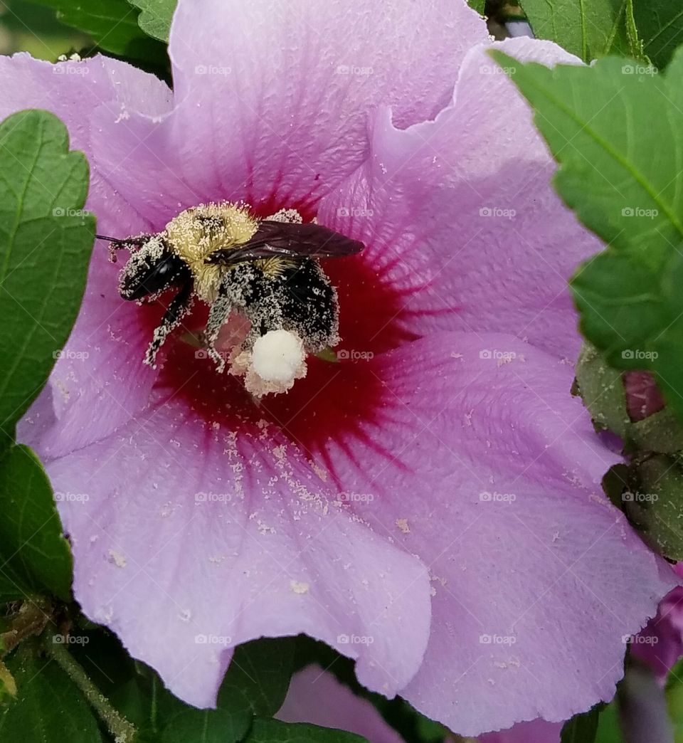 Bumblebee in pollen heaven