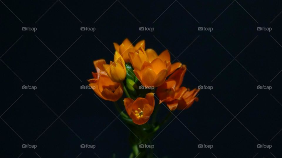 Orange Flower against dark space