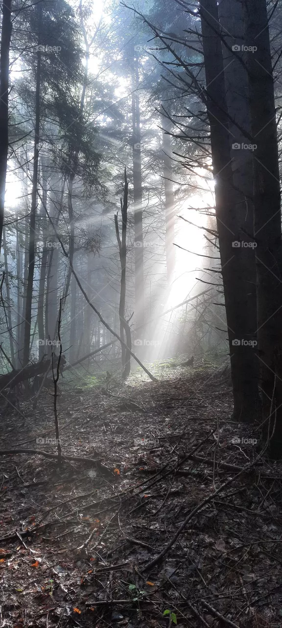 morning sun rays in the forest