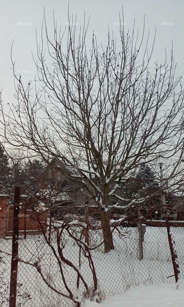 #winter#tree#snow
