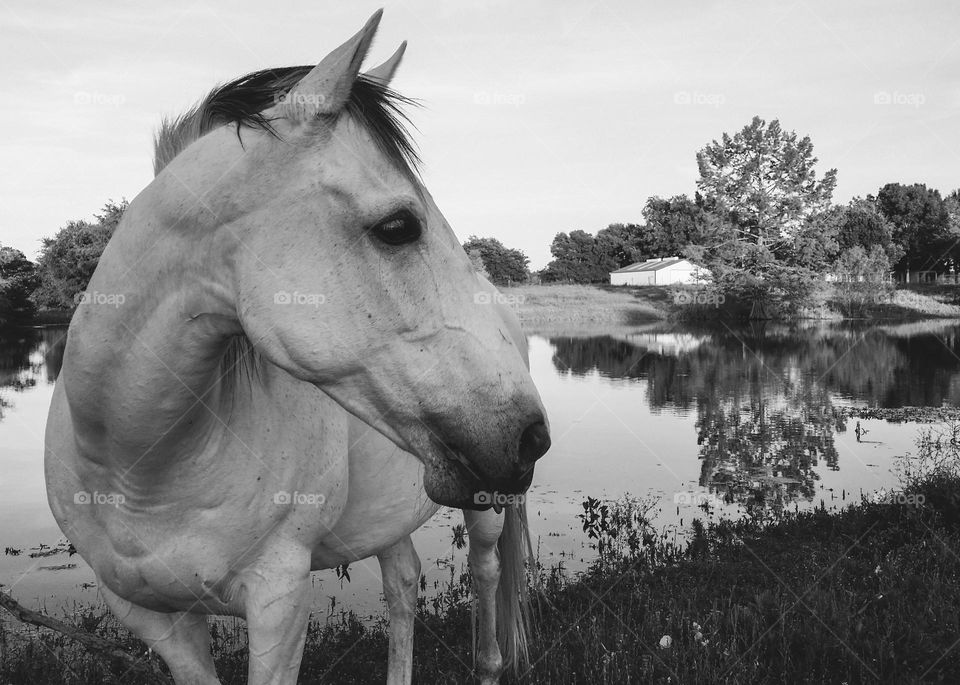 Gray Horse in front of a reflective pond