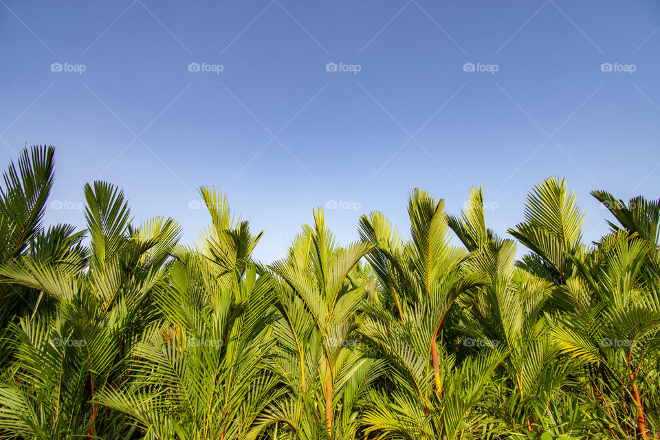 palm garden