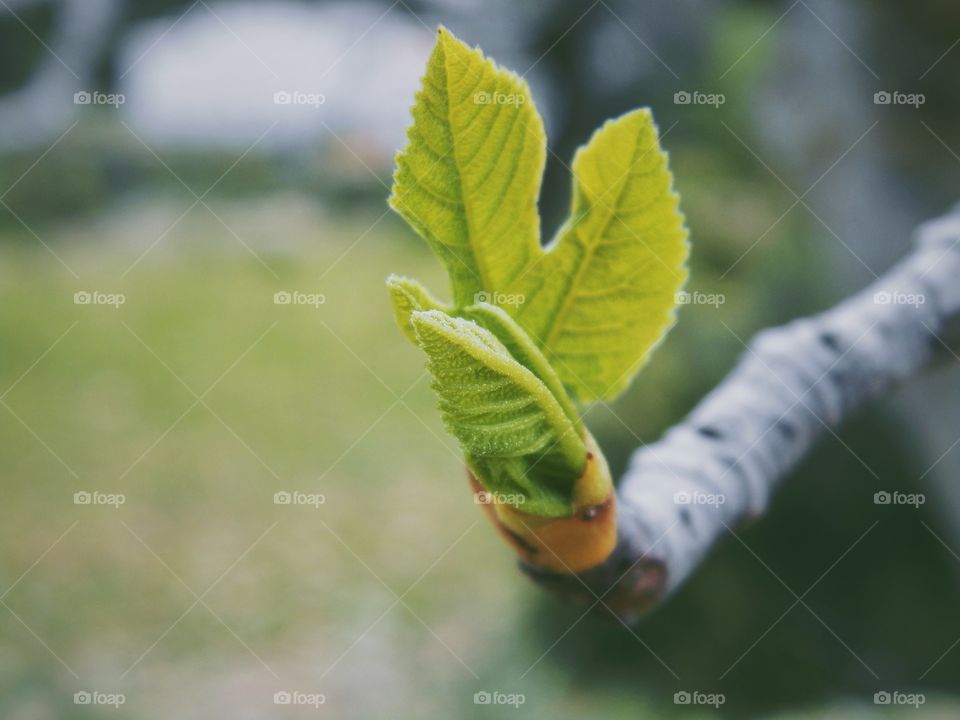 Branch with leaf 