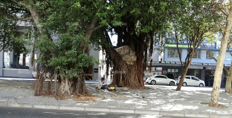 tree man in Cape Town SOUTH AFRICA