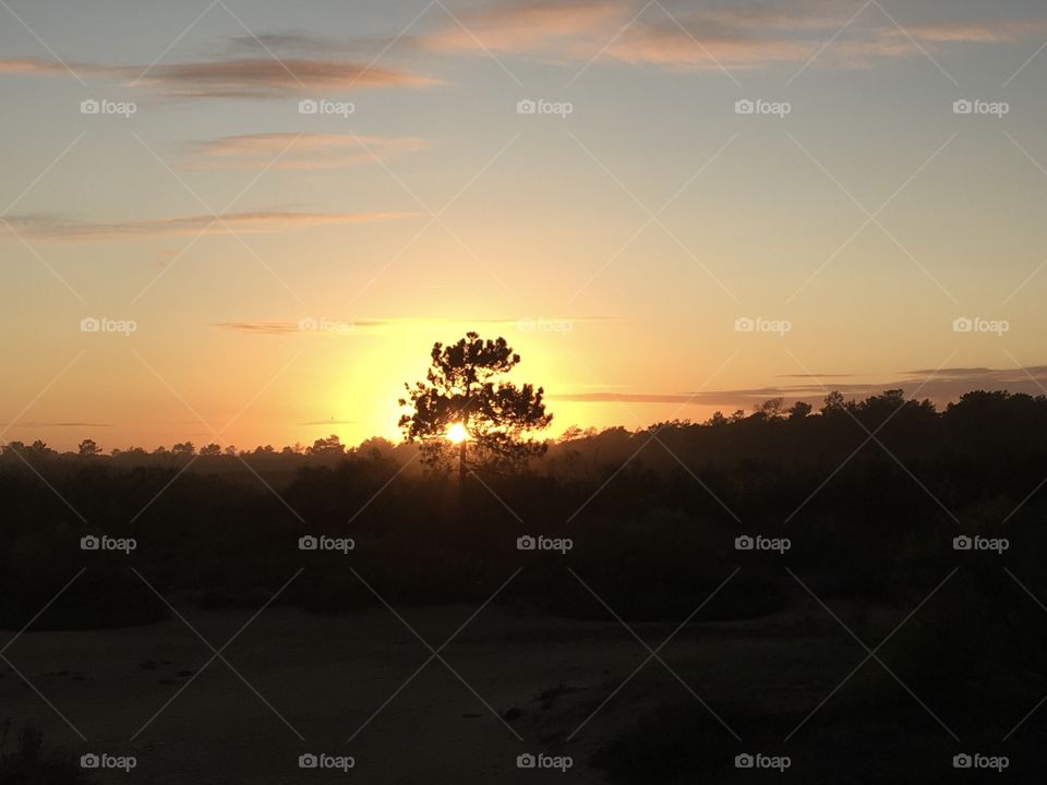 Pine tree’s silhouette on sunset