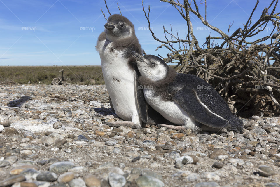 Pinguenera Faro Cabo Virgenes.