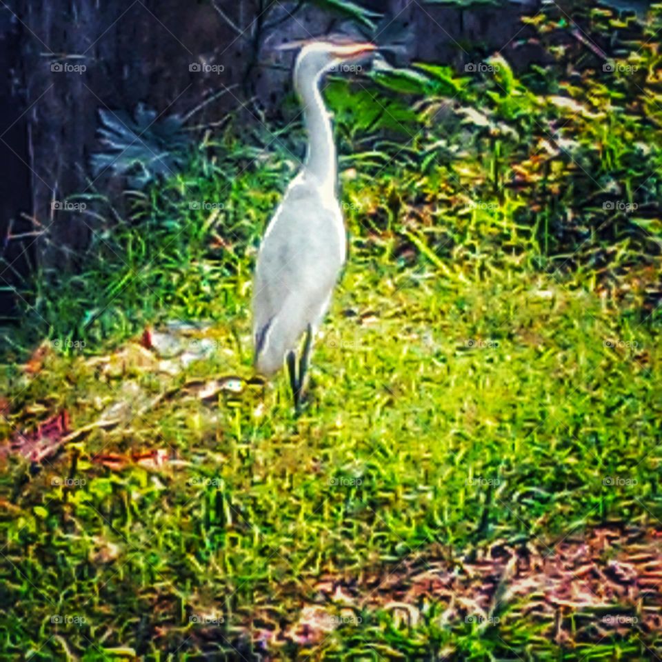 Heron