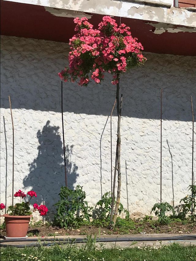🌺🏵🥀🌹🤩