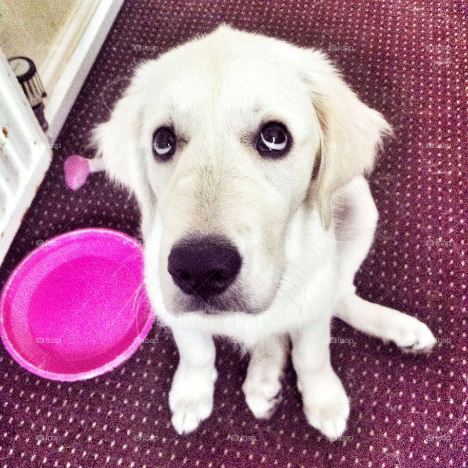 Zoe's innocent face - Golden Retriever