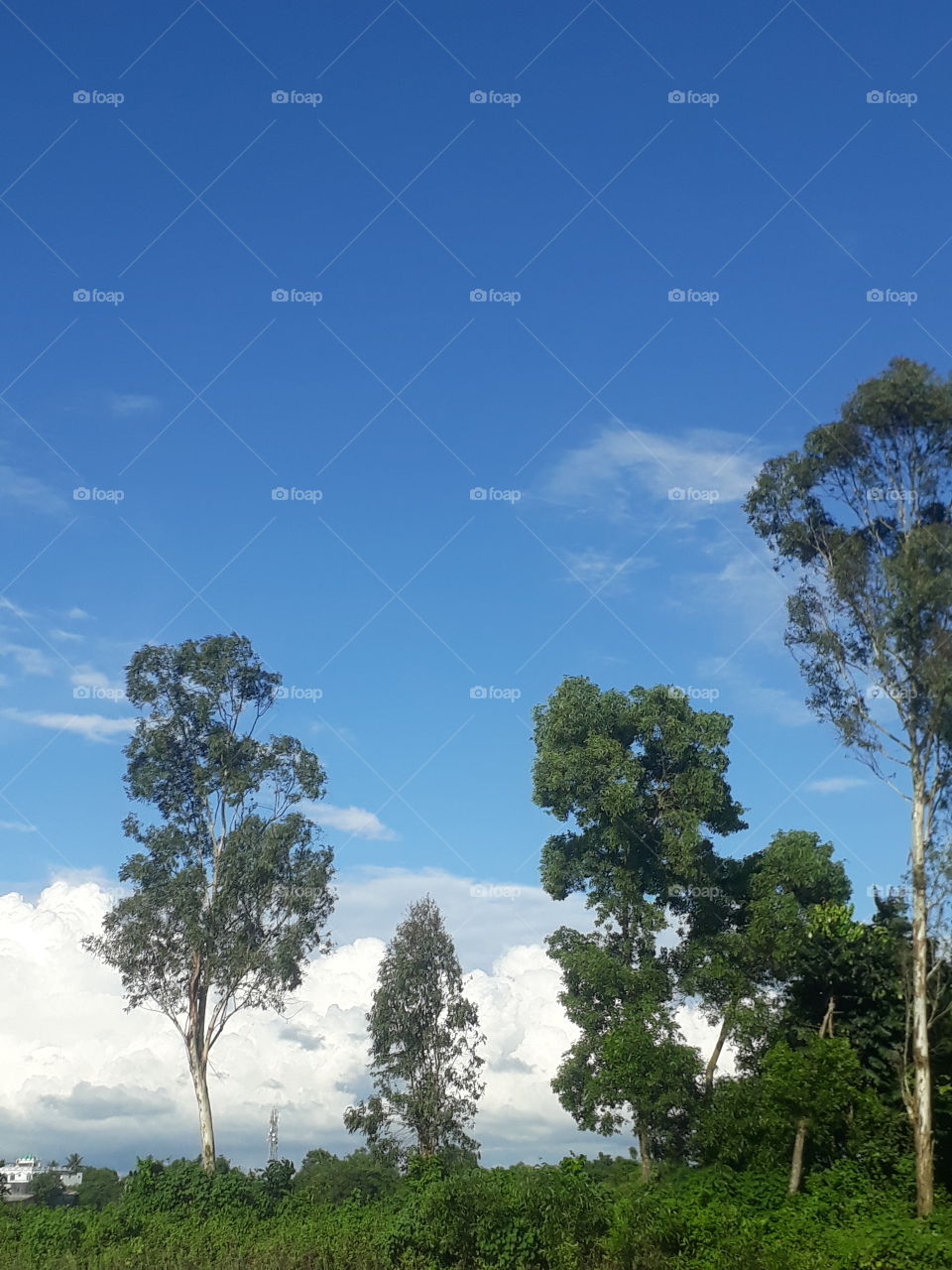 Beautiful sky and cloud and tree