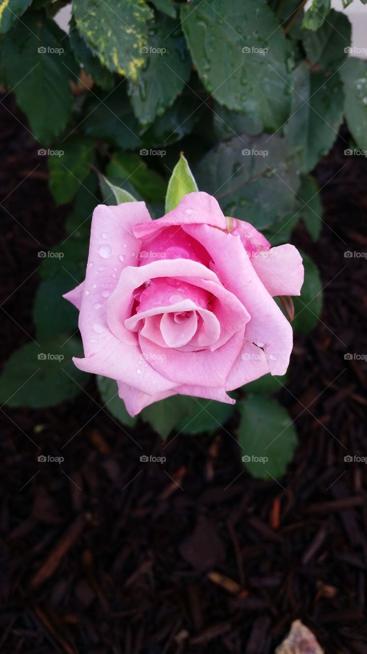 little pink rose. little rose after the rain