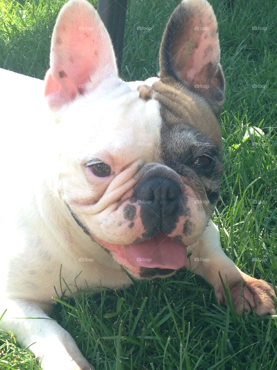 Brown and white Bulldog