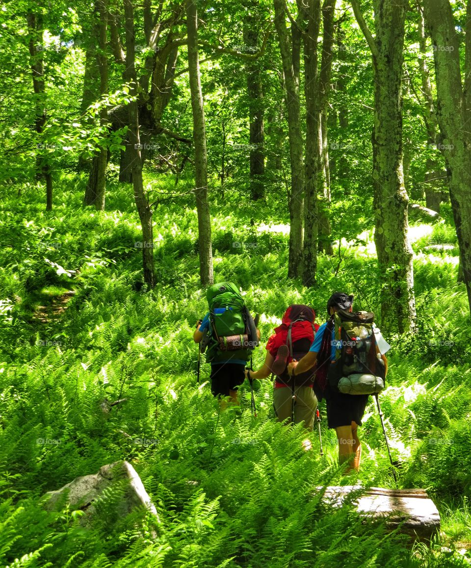 Backpacking through a forest of trees and ferns.