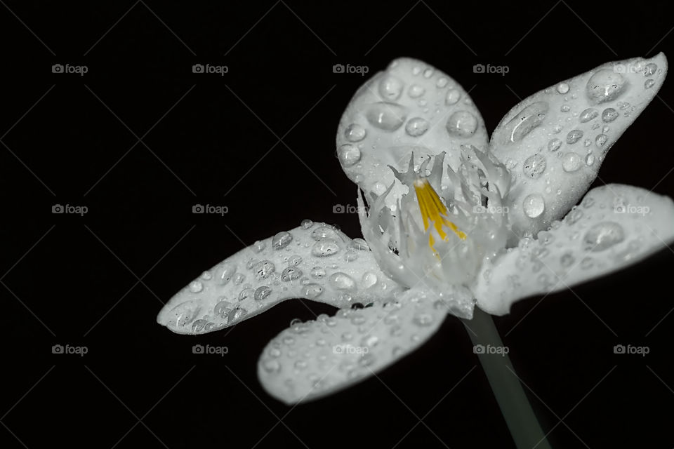 Isolated flower with water dews
