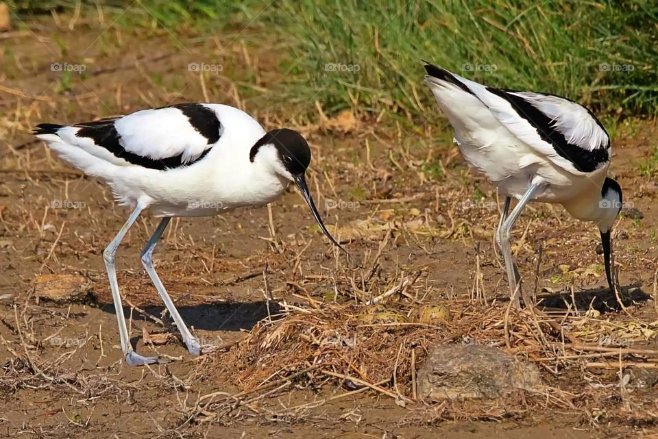 Close up on two Avocets looking for food on the edge of Suscinio's castle pond