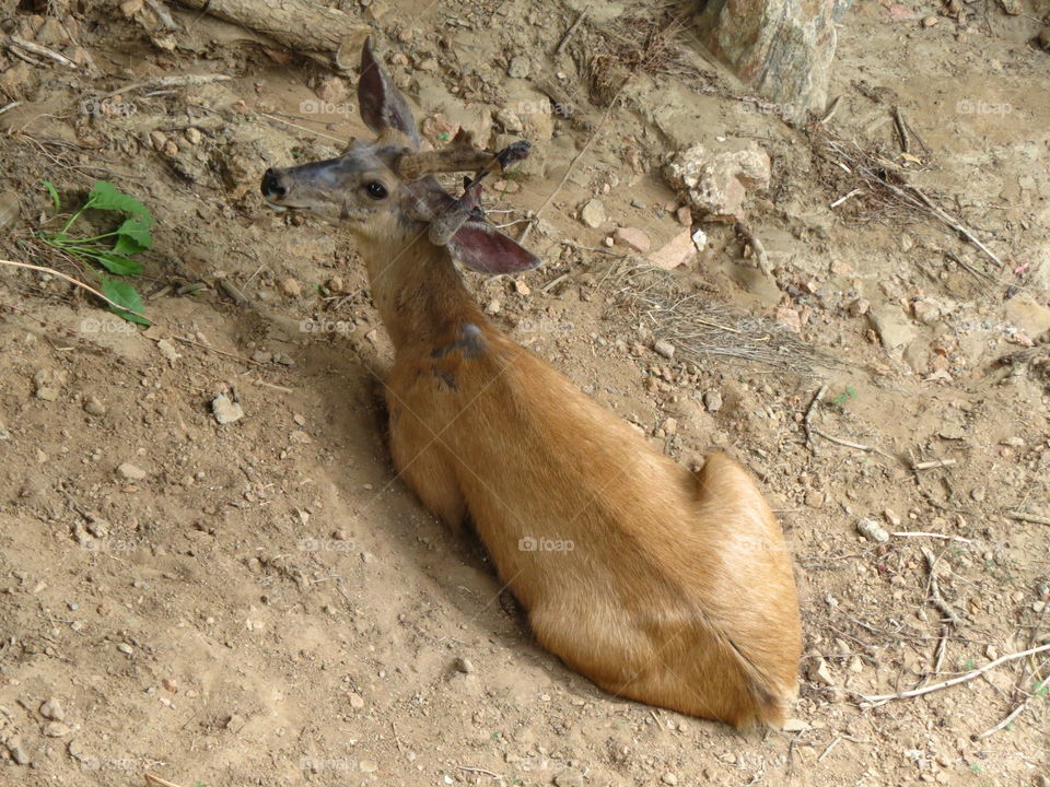 Mule deer resting in the shade.