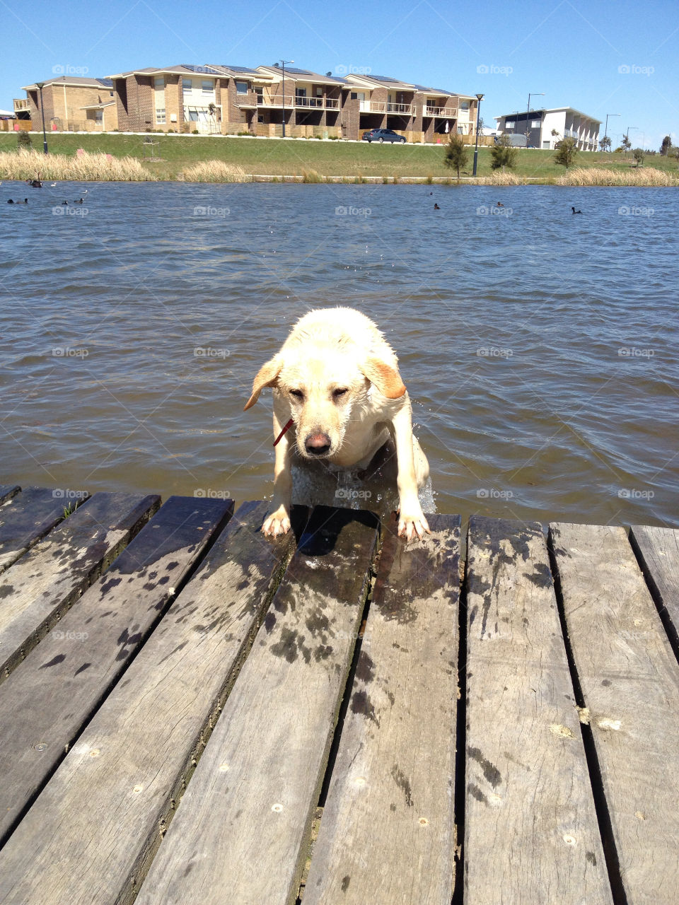 dog fun water lake by splicanka