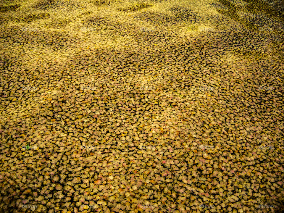 Texture of yellow leafs