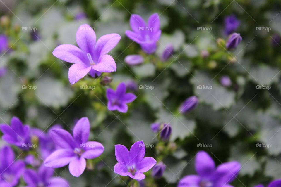 amazong purple flowers reaching the sky