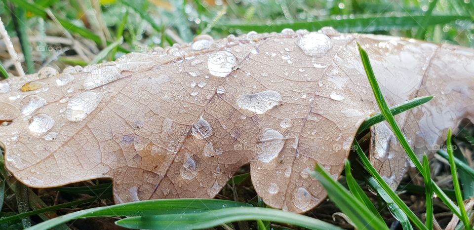 wassertropfen auf blatt