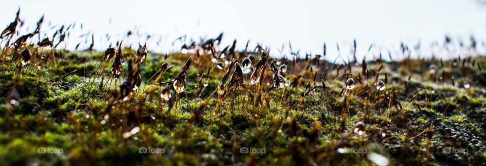 Wet moss