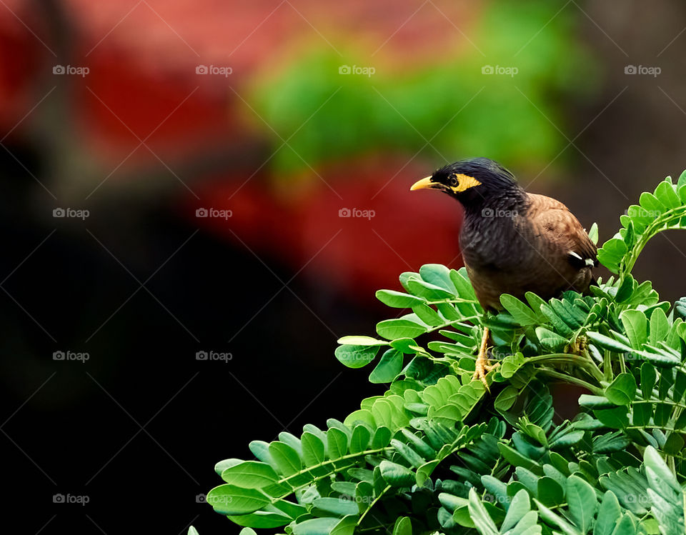 Bird photography - Indian Mynaa - scouting environment