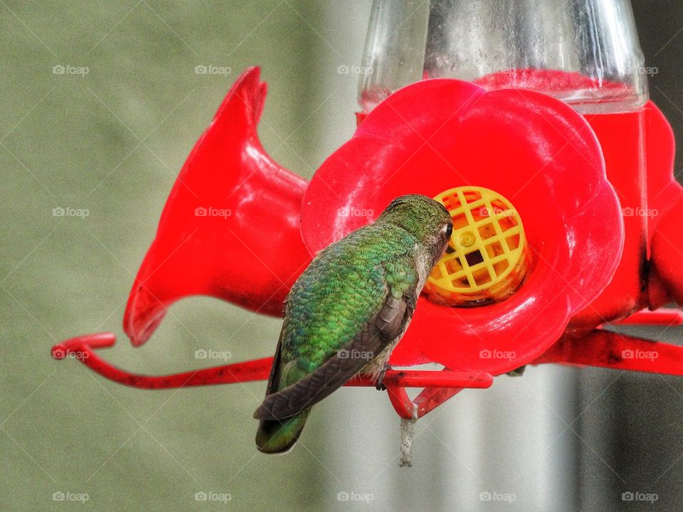 Hummingbird at Feeder