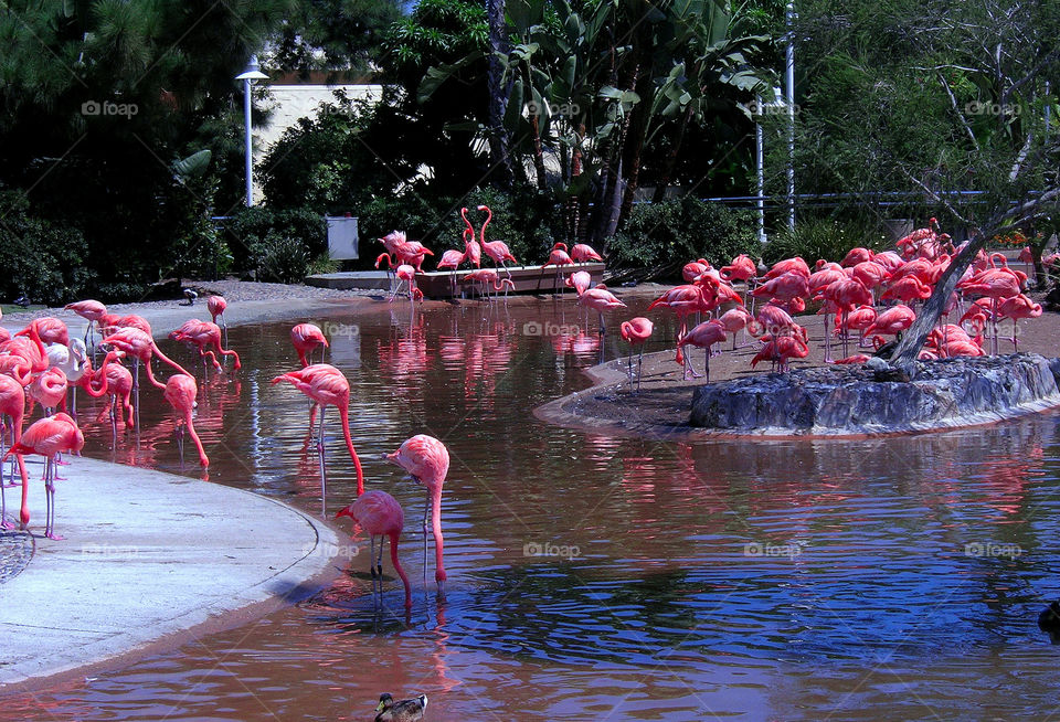 Pink wading birds in the pond