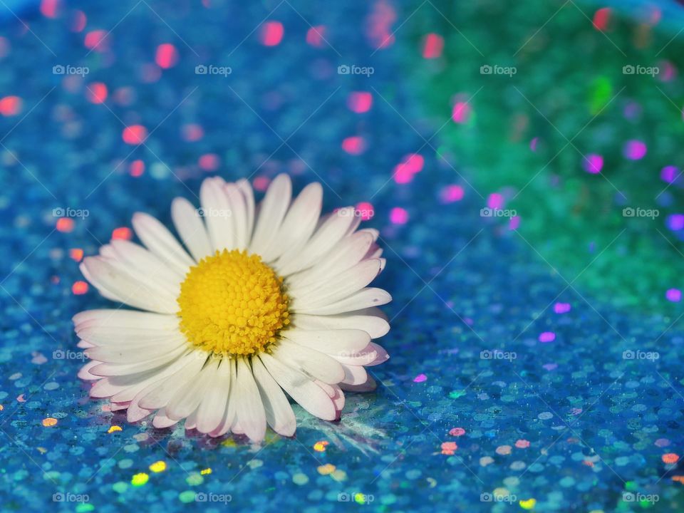 Close up of daisy flower