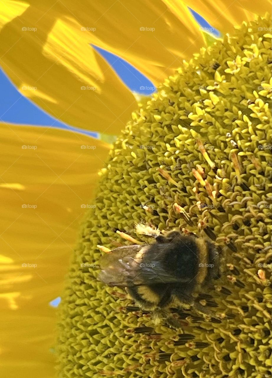 Bumblebee on a sunflower 