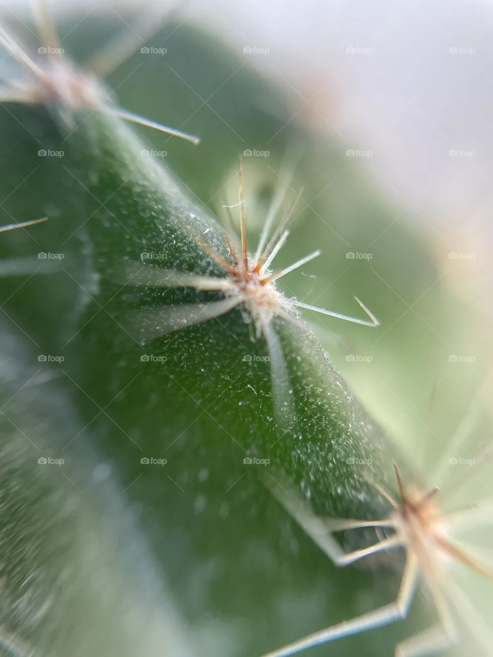 Cactus flowers 
