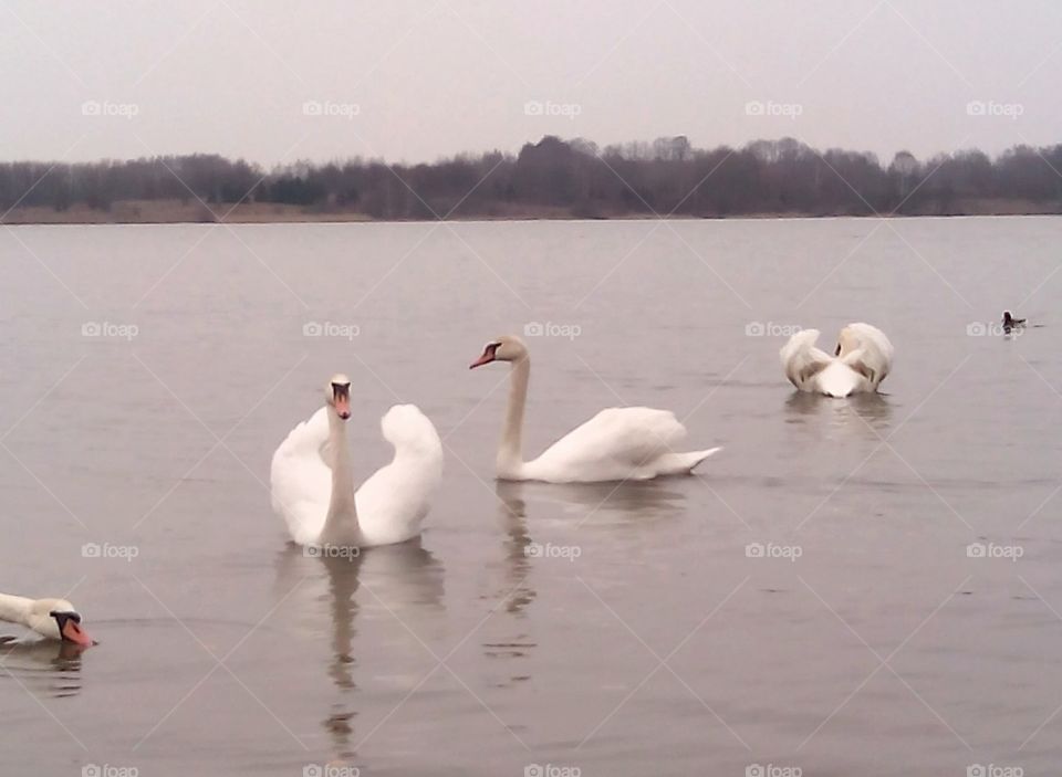 Swan, Lake, Bird, Goose, Water