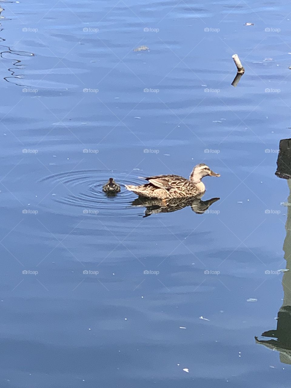 Duckling and mother duck