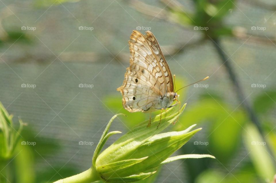 White peacock butterfly