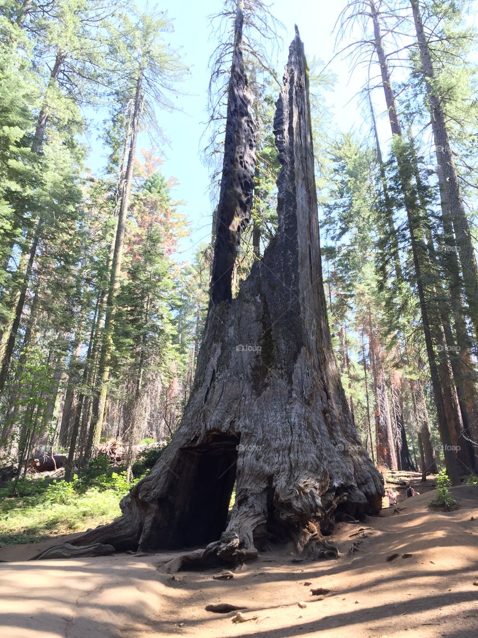 A big fabulous tree in the woods