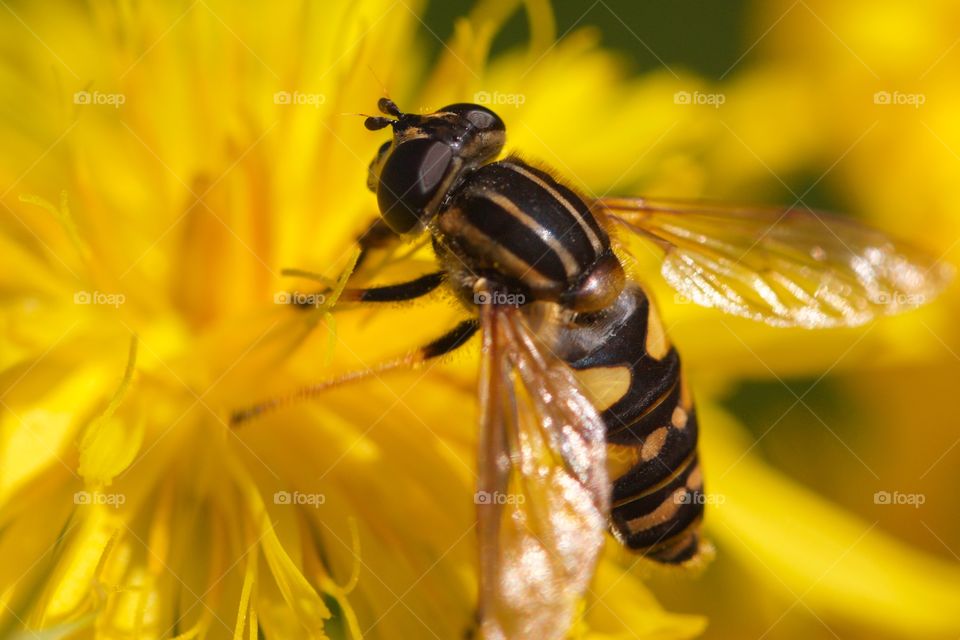 Bee pollinating on yellow flower