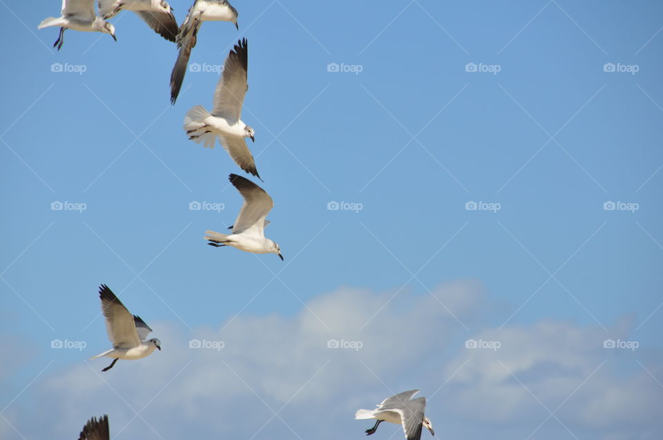 Seagull invasion 