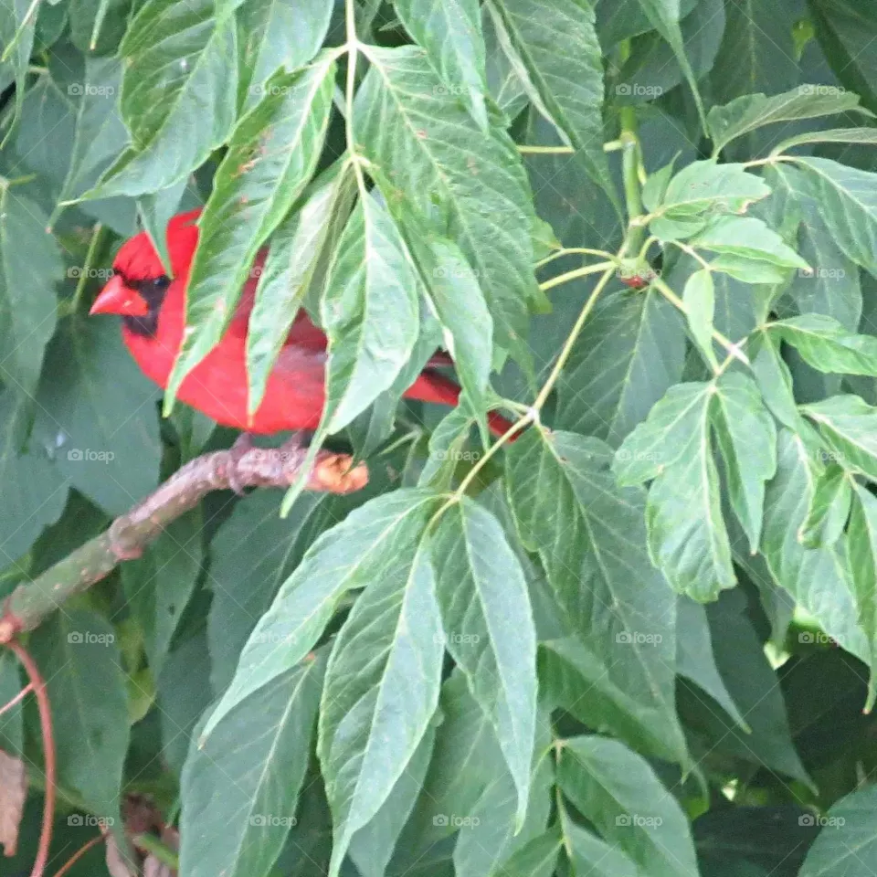Northern Cardinal