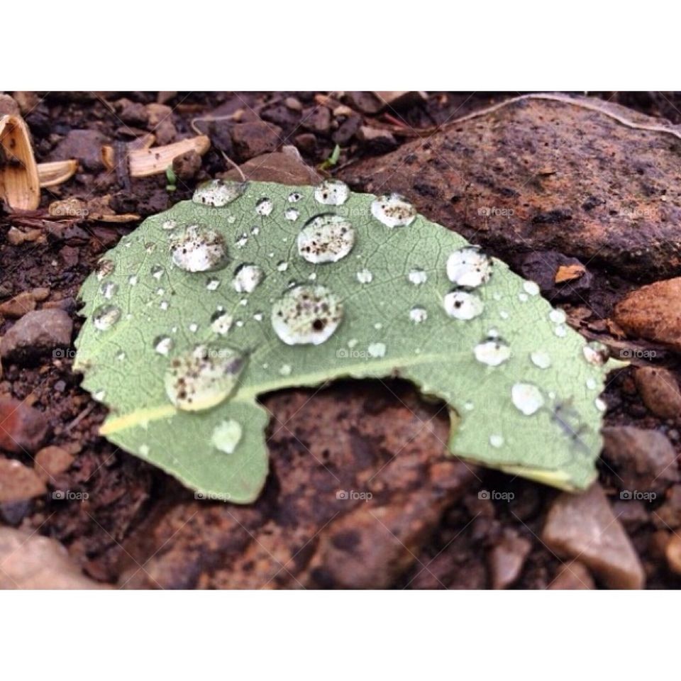 Leaf with droplets 