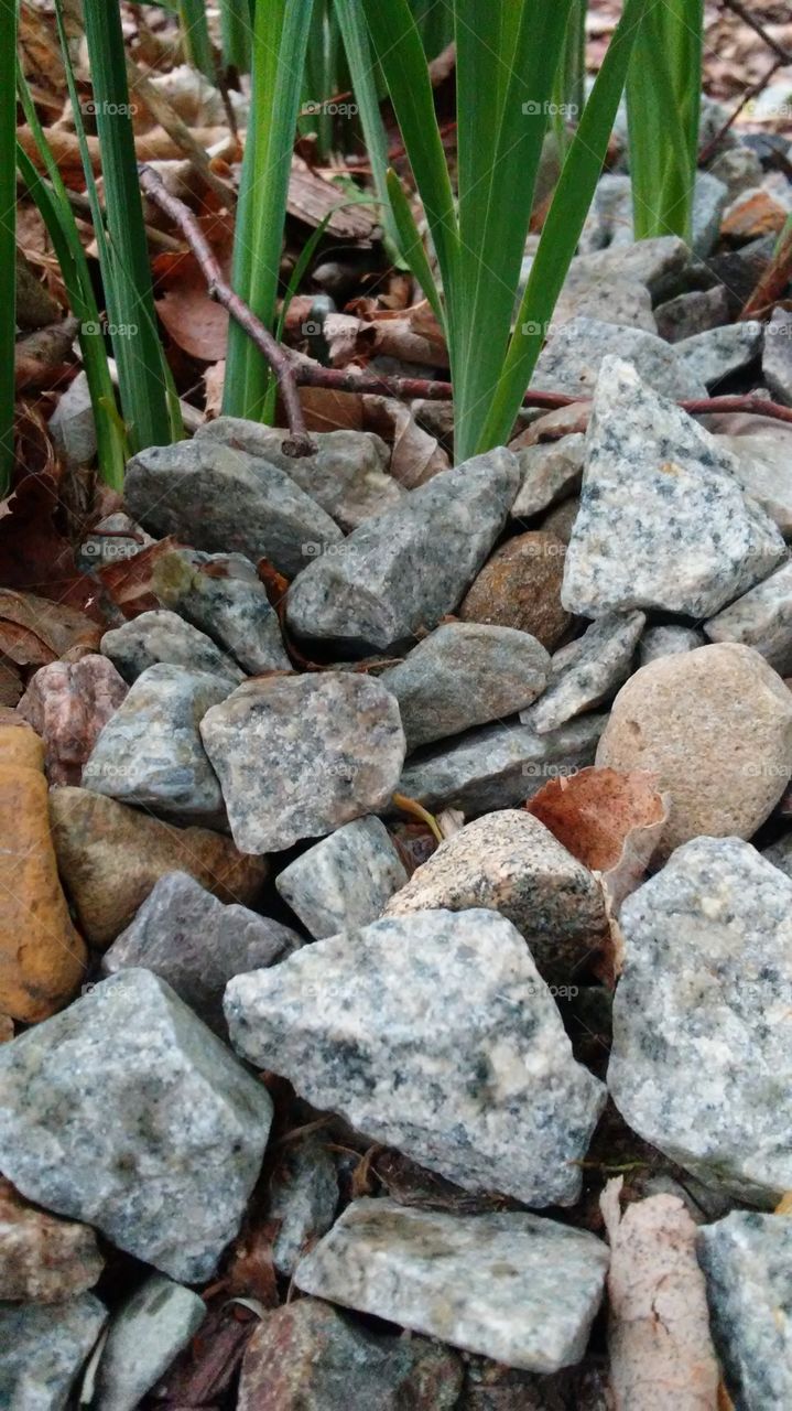 spring. grass. rocks