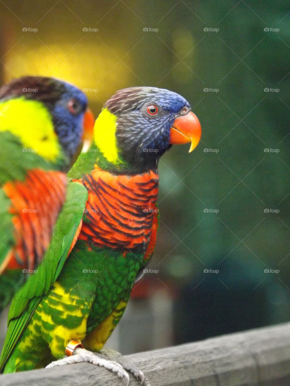 parrots
